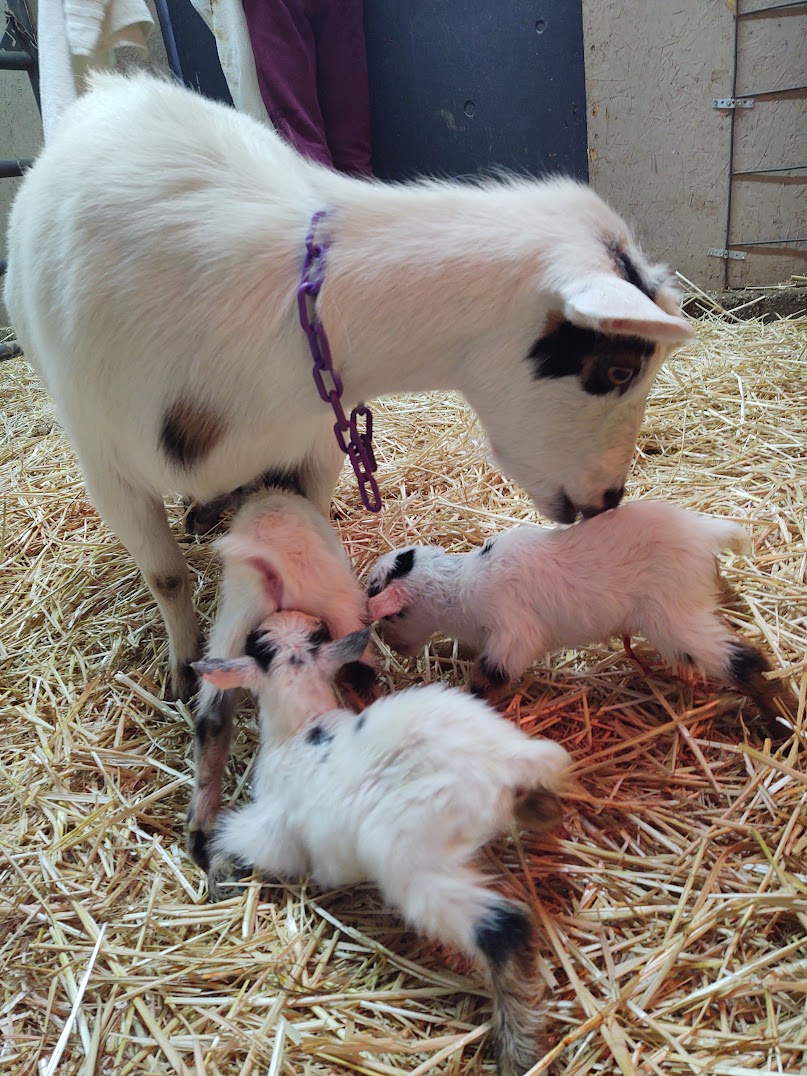 First Goat Kids of 2023 – Andi Carter's Blog