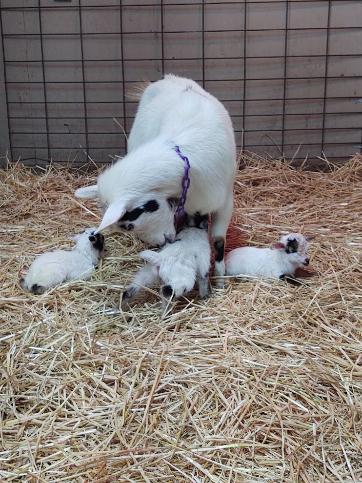 First Goat Kids of 2023 – Andi Carter's Blog
