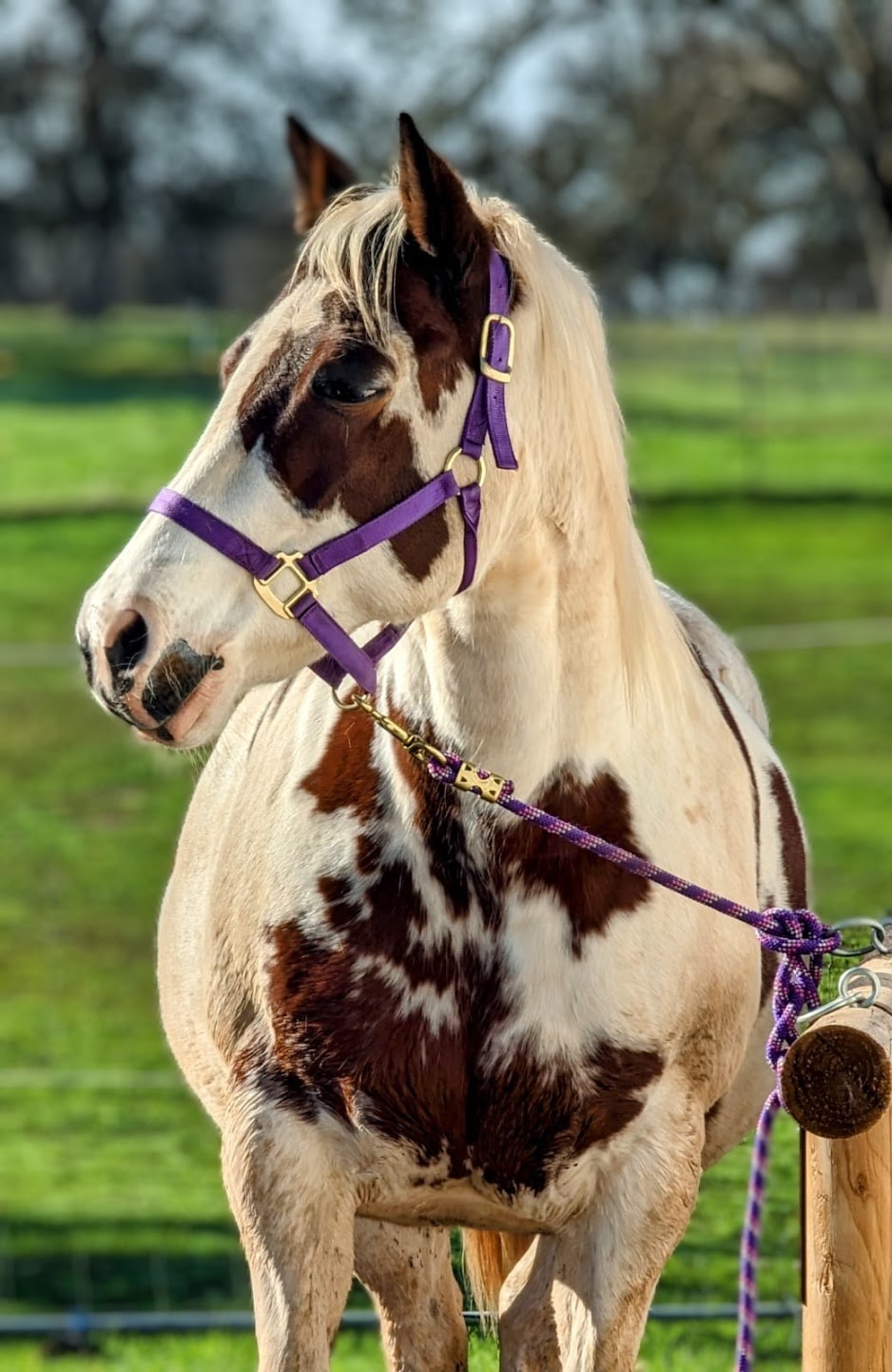 Foal Colors Guessing Giveaway Andi Carter's Blog
