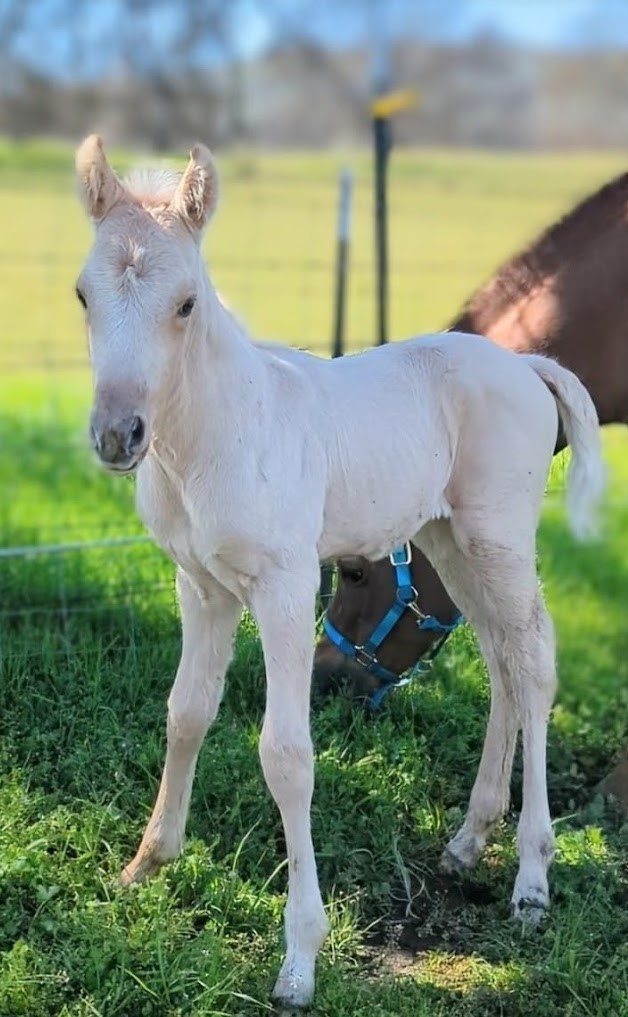 Coming Soon – The Colt’s Name – Andi Carter's Blog