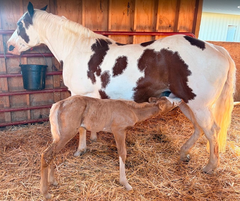 Jewels is Having Another Foal!